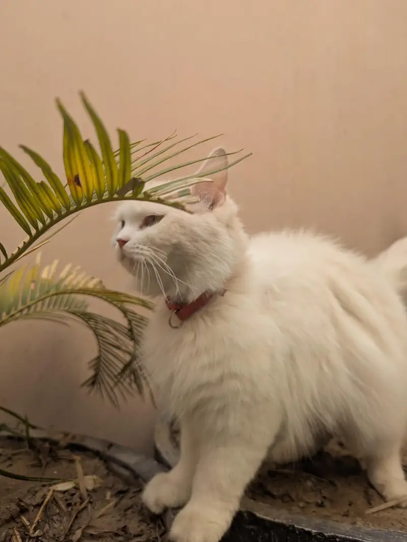 Pure Persian female cat — photo 3