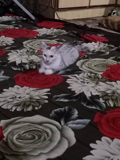 Persian cat