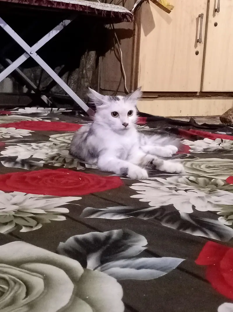 Persian cat — photo 2