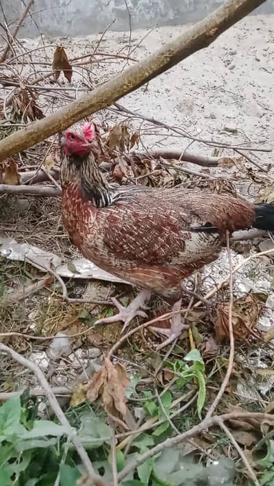 high quality me sindhi madi Aseel hen