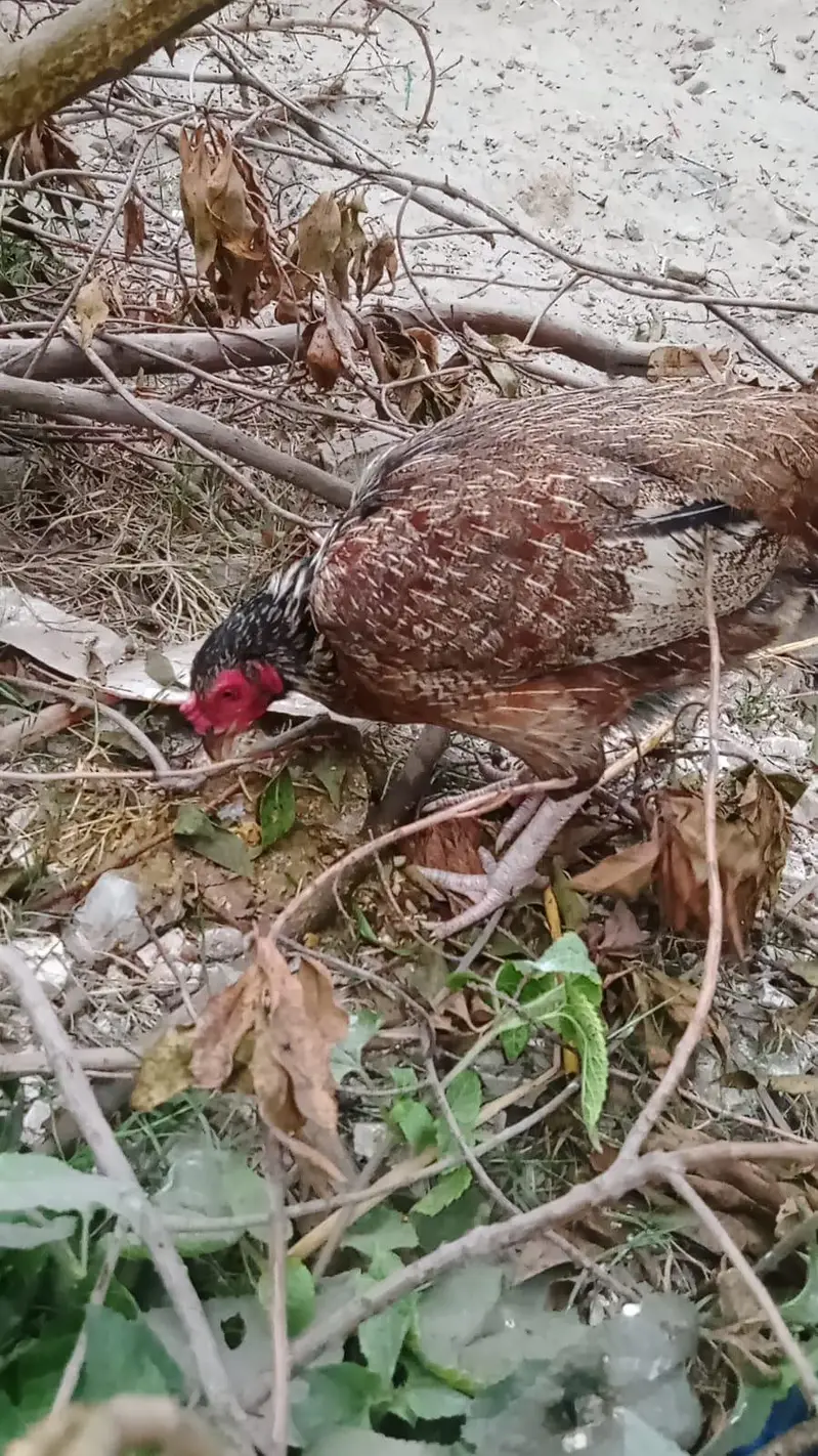 high quality me sindhi madi Aseel hen — photo 3