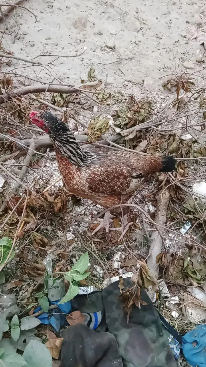 high quality me sindhi madi Aseel hen — photo 4