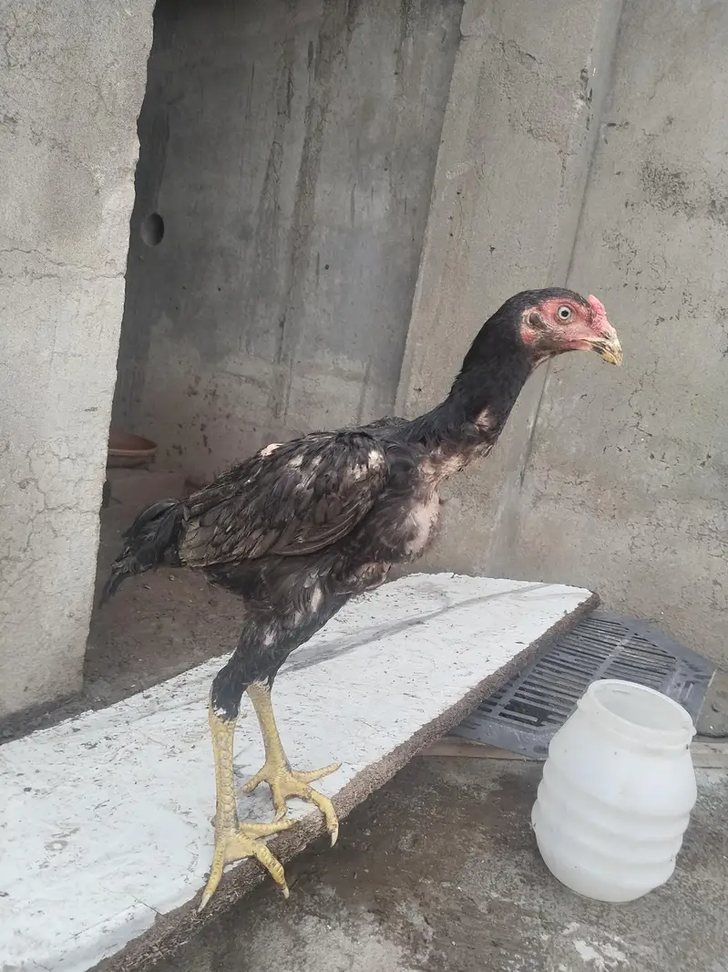 king size shamo for sale — photo 5
