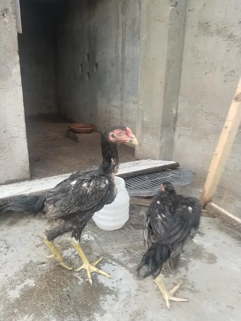 king size shamo for sale — photo 6