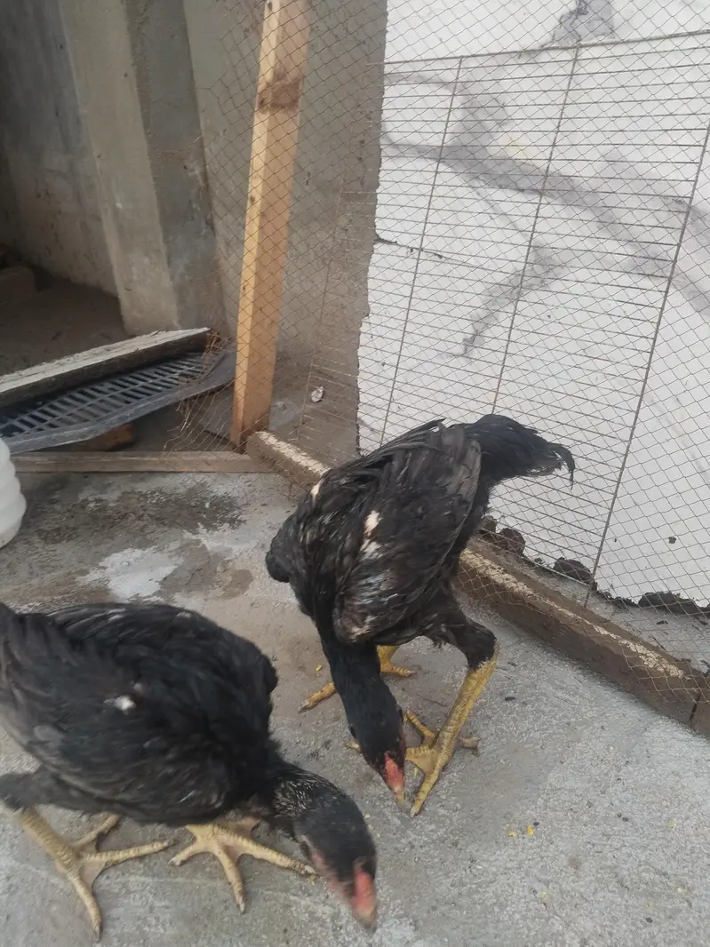 king size shamo for sale — photo 7