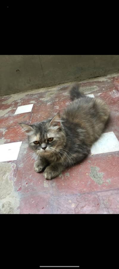 cat for sale