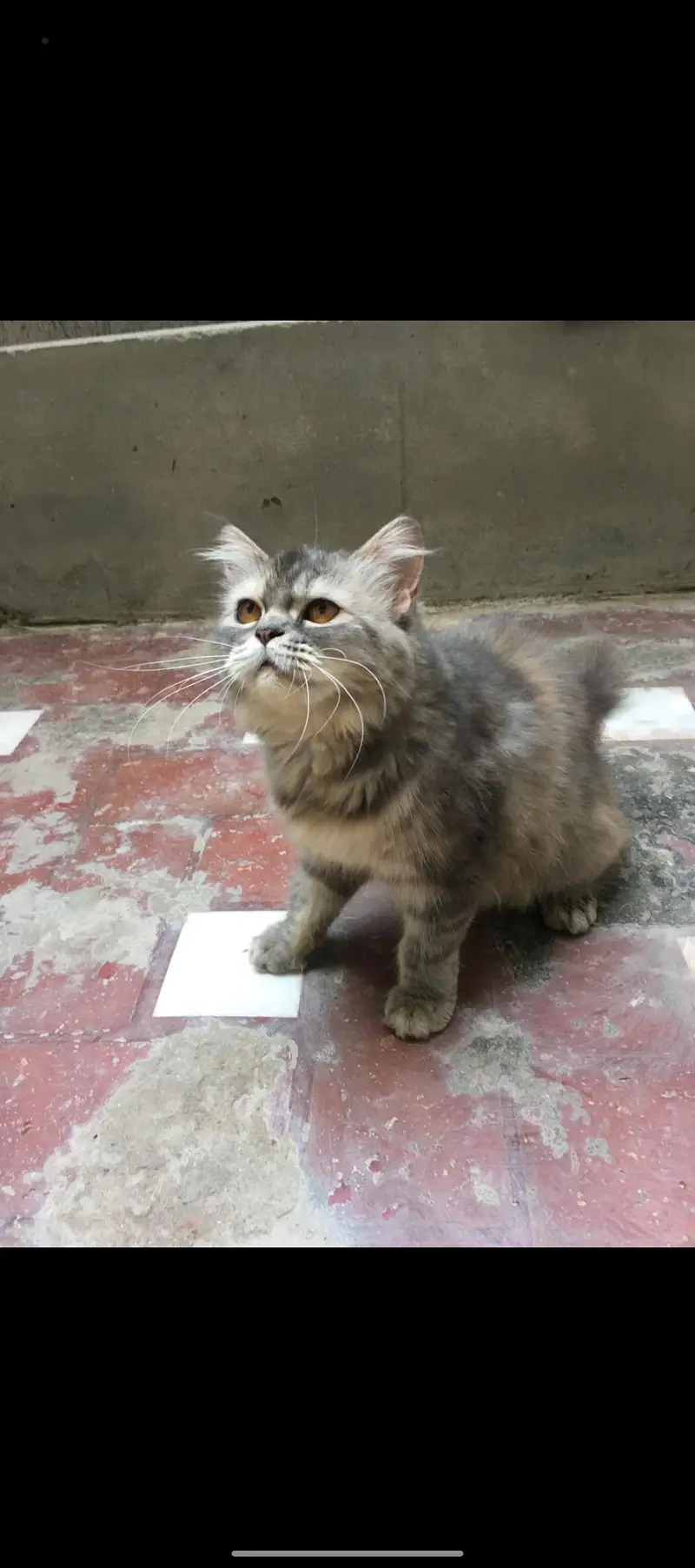 cat for sale — photo 2