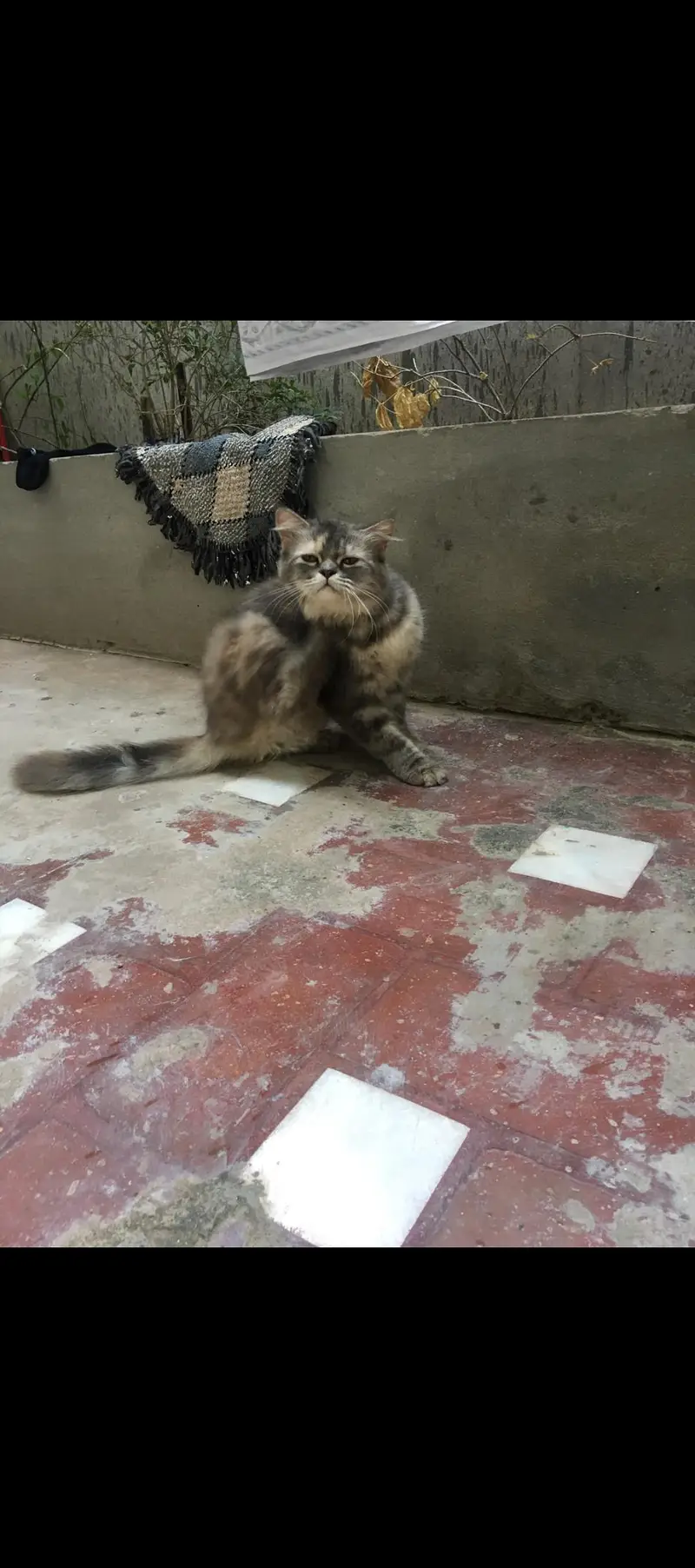 cat for sale — photo 3