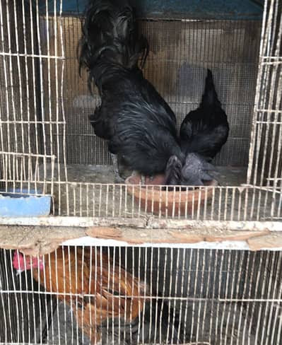 Ayam cemani