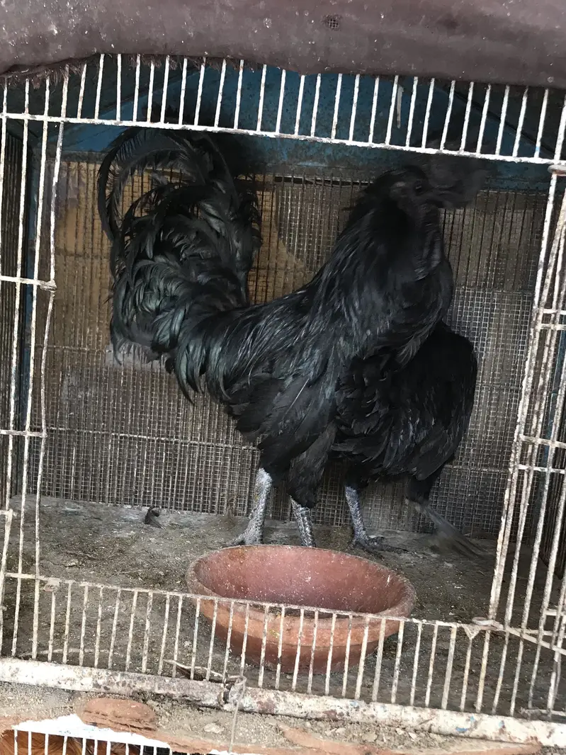 Ayam cemani — photo 2