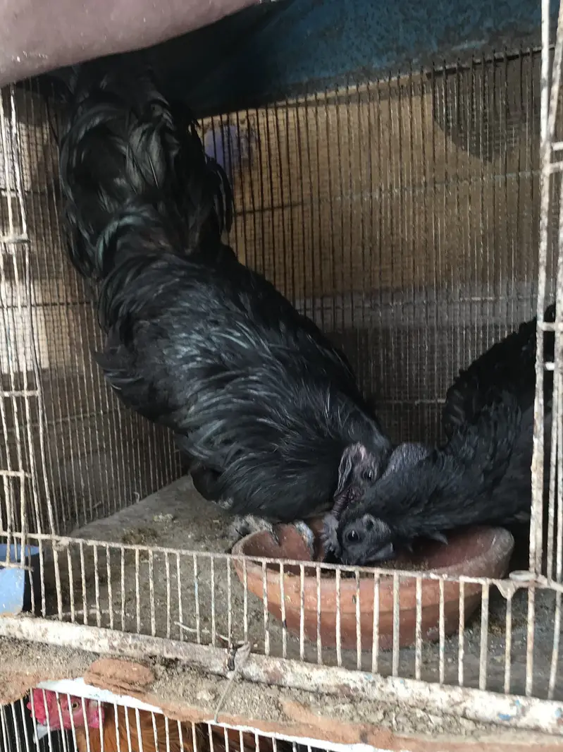 Ayam cemani — photo 3