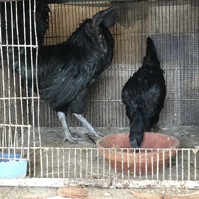 Ayam cemani — photo 4