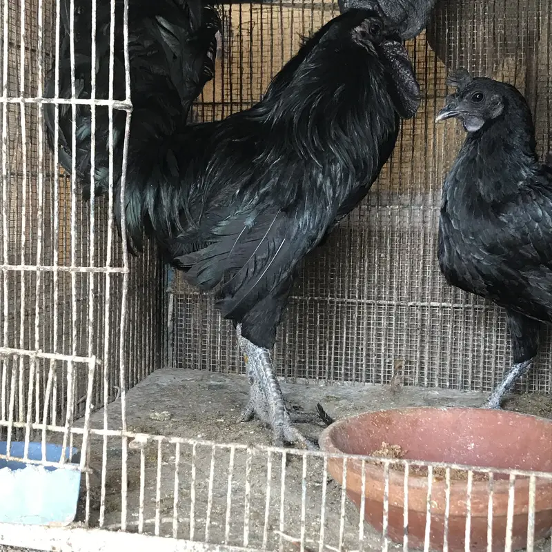 Ayam cemani — photo 5