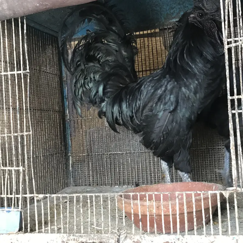 Ayam cemani — photo 6