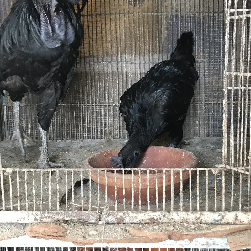 Ayam cemani — photo 7