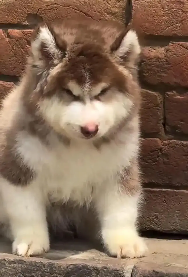 Siberian husky for sale 0346+4647+379 — photo 3