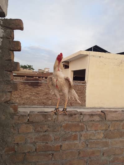 White Cheena Aseel