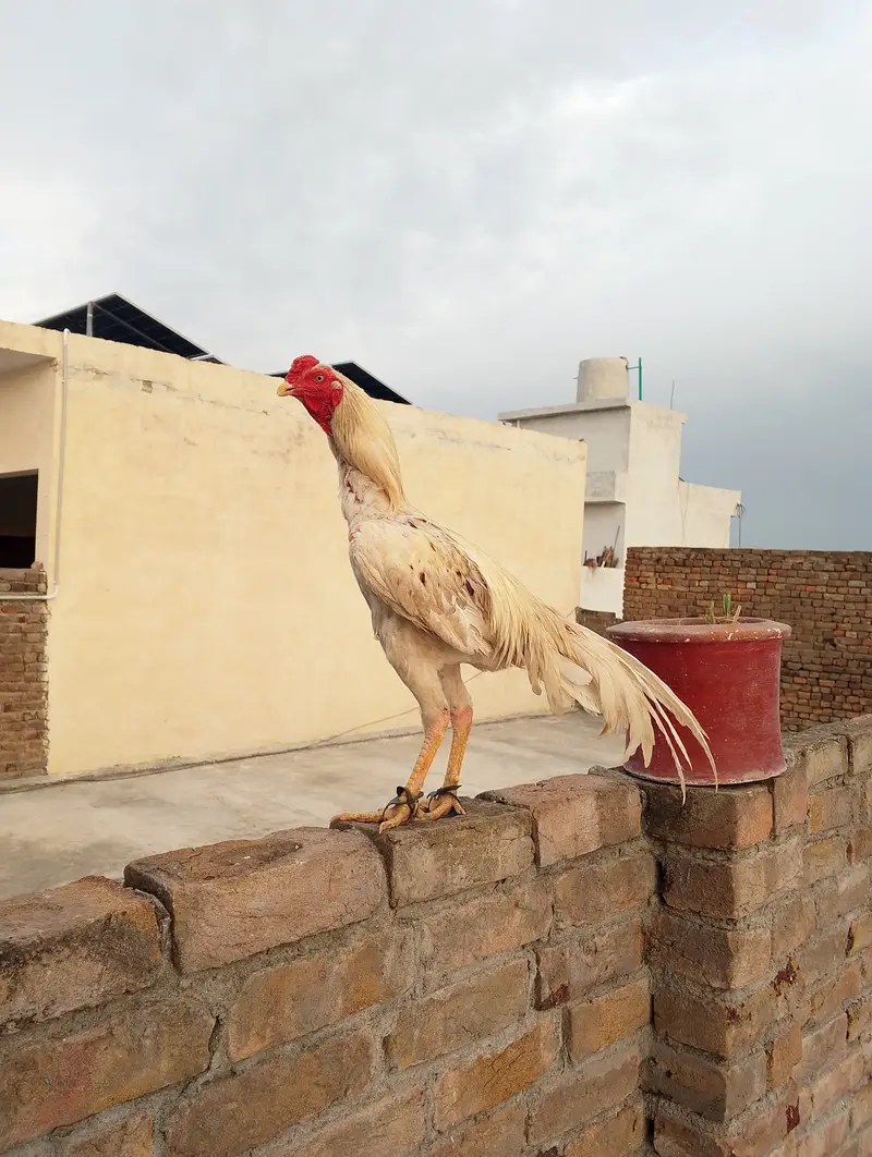 White Cheena Aseel — photo 2