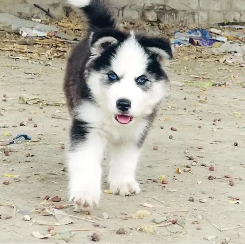 Siberian husky for sale 0346+4647+379 — photo 2