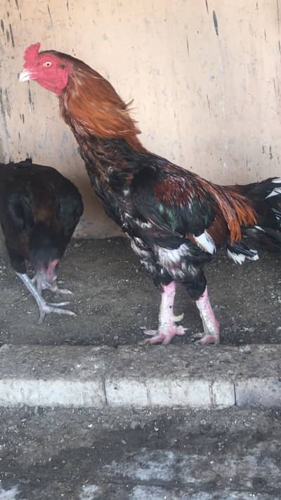 2 behteeen breeder available hen Mazboot and band  joro me