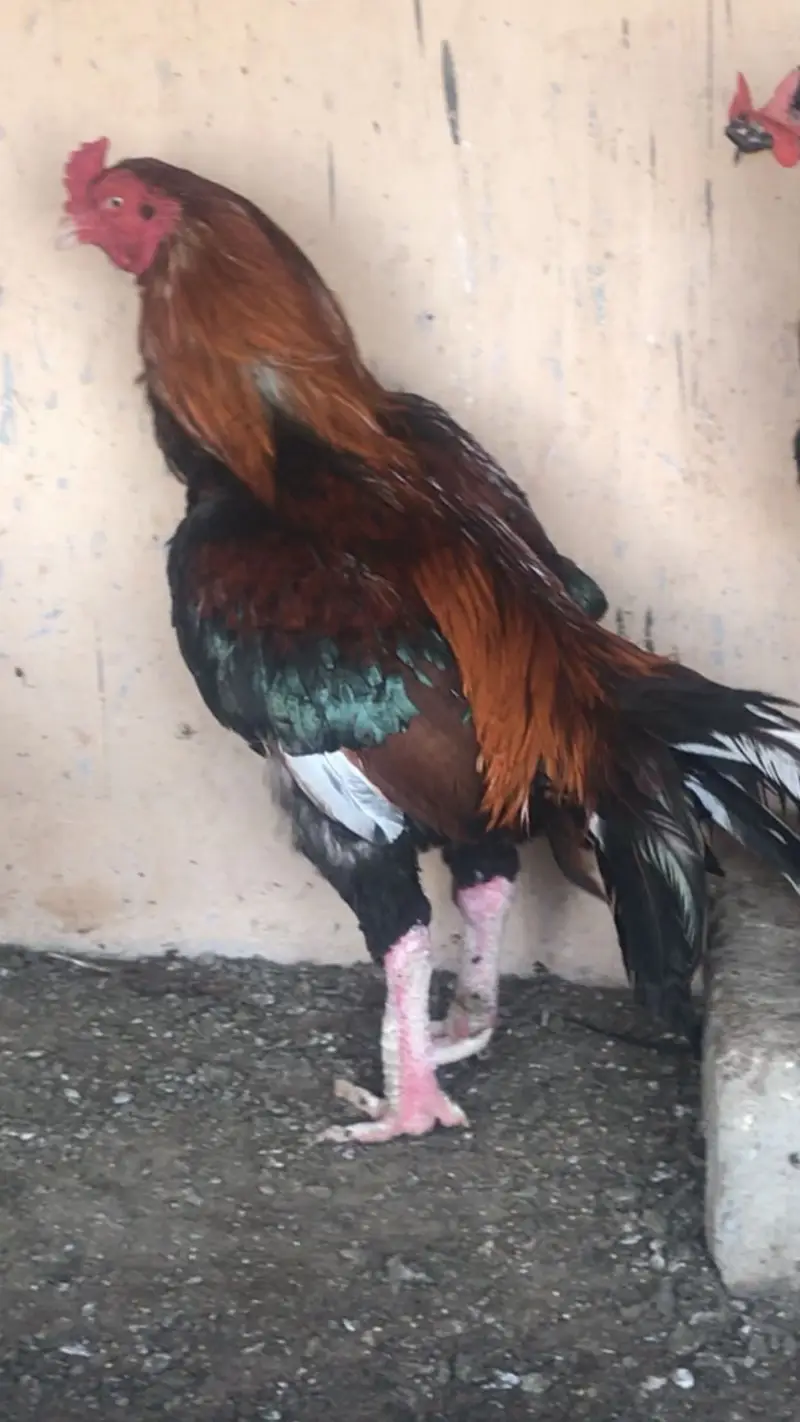 2 behteeen breeder available hen Mazboot and band  joro me 03132353486 — photo 2
