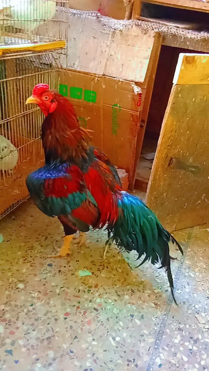 2 behteeen breeder available hen Mazboot and band  joro me 03132353486 — photo 3