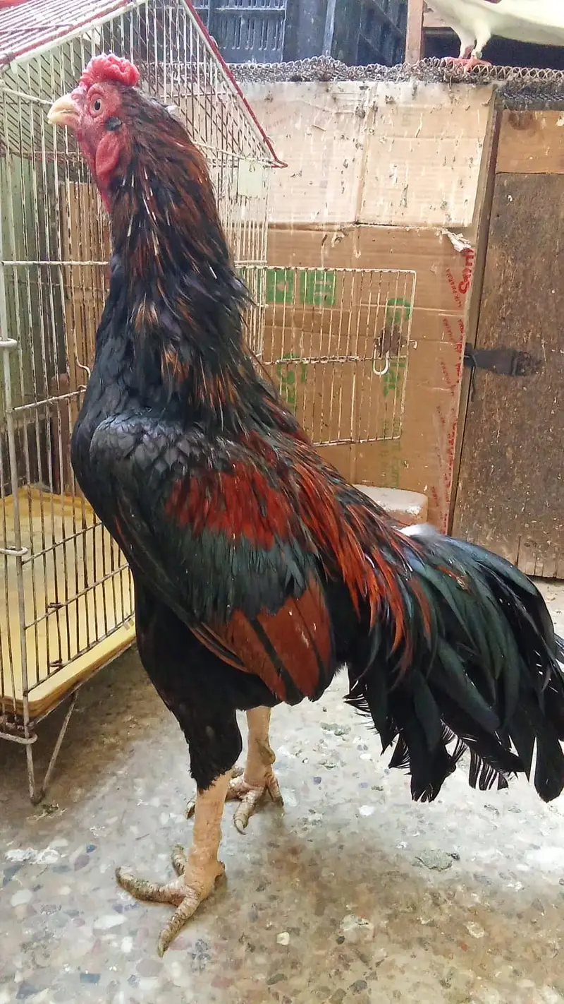 2 behteeen breeder available hen Mazboot and band  joro me 03132353486 — photo 4