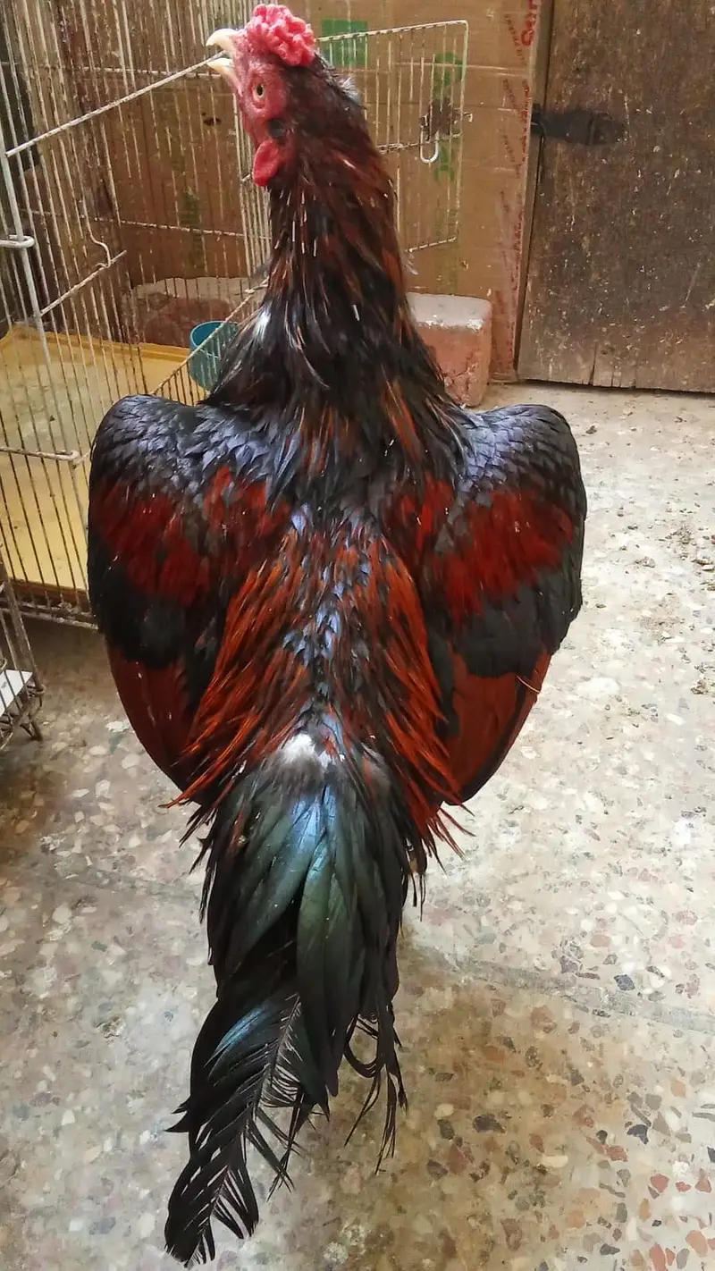 2 behteeen breeder available hen Mazboot and band  joro me 03132353486 — photo 5