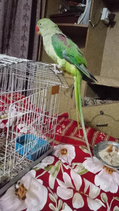 rawparrot