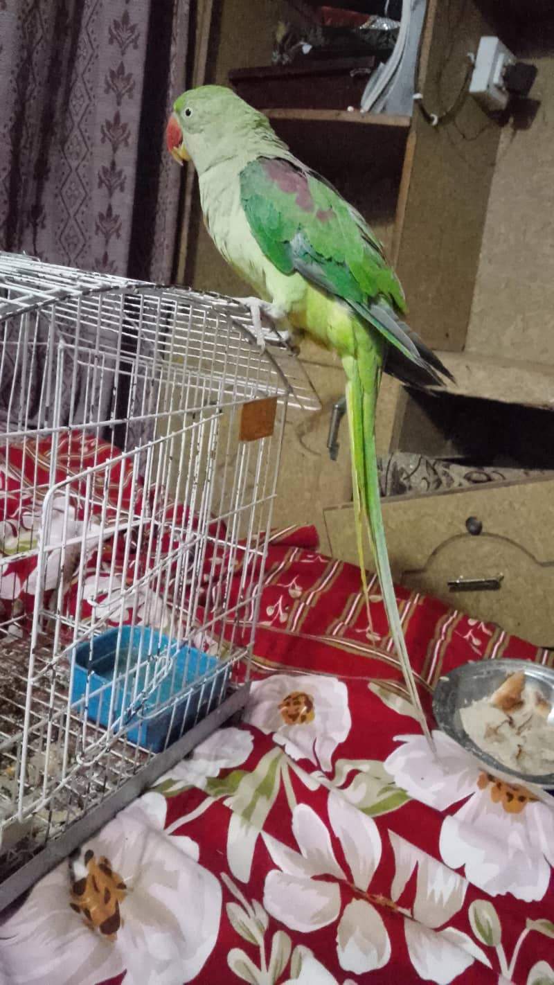 rawparrot 0