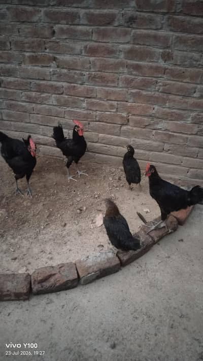 Australorp chicks for sell 4 month