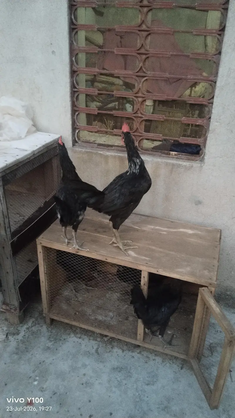 Australorp chicks for sell 4 month — photo 2