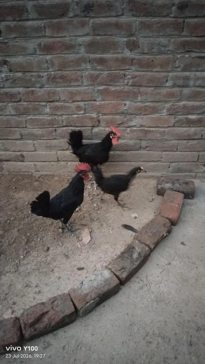 Australorp chicks for sell 4 month — photo 3