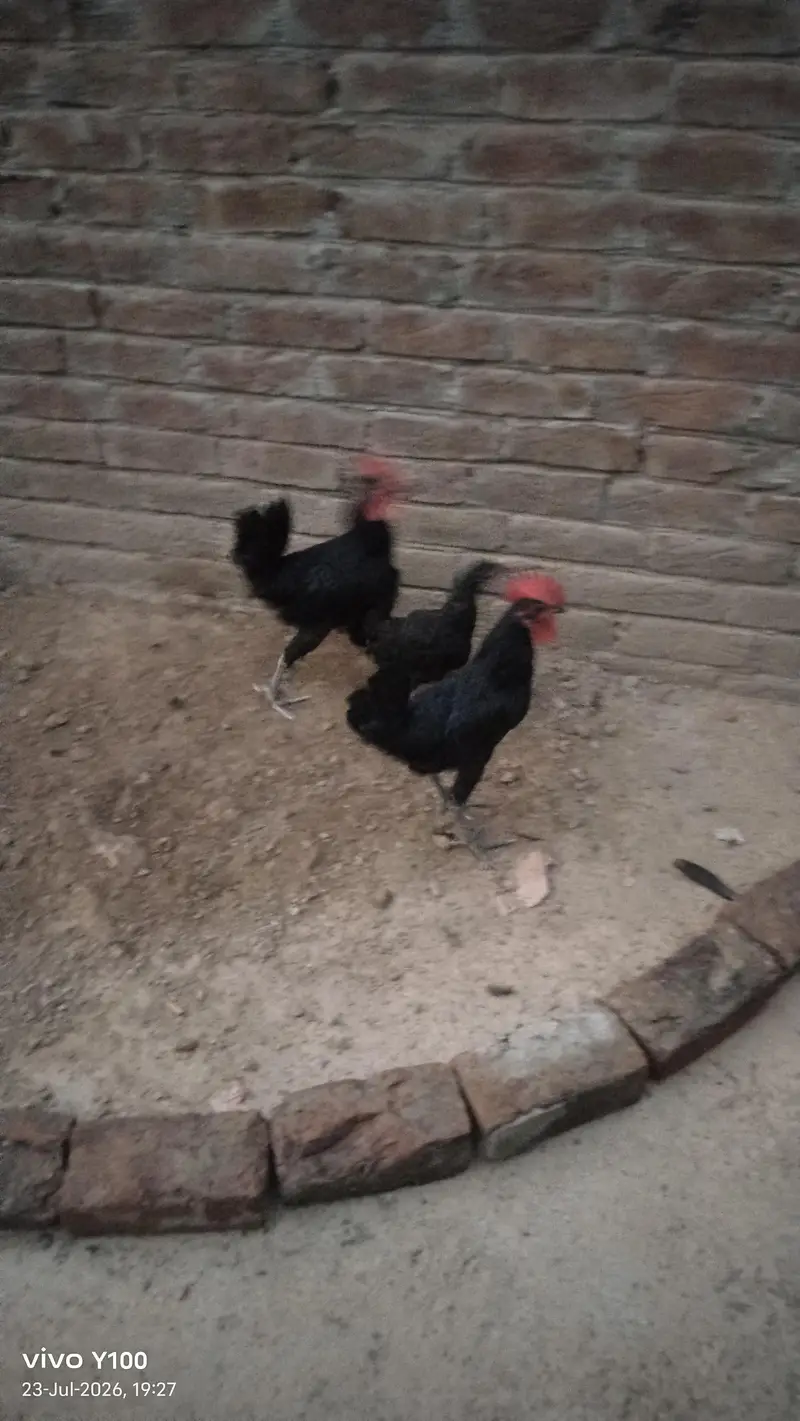Australorp chicks for sell 4 month — photo 4