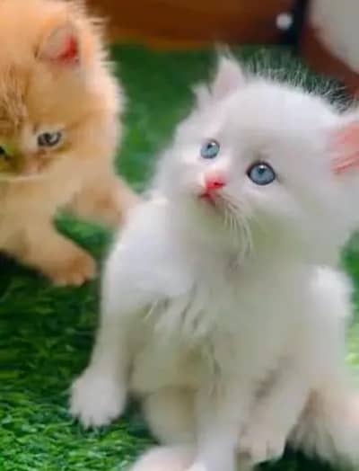 Persian cat for sale 2 month age available