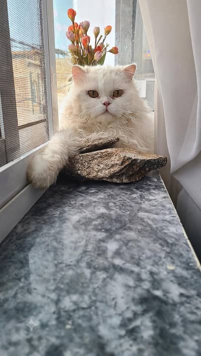 male cat available for mating