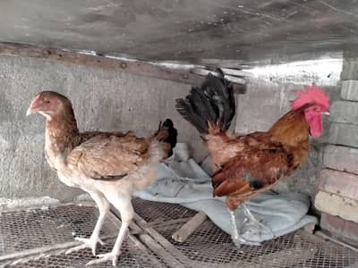 murga pair for urgent sale. . .