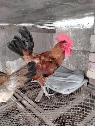 murga pair for urgent sale. . .  03072180235