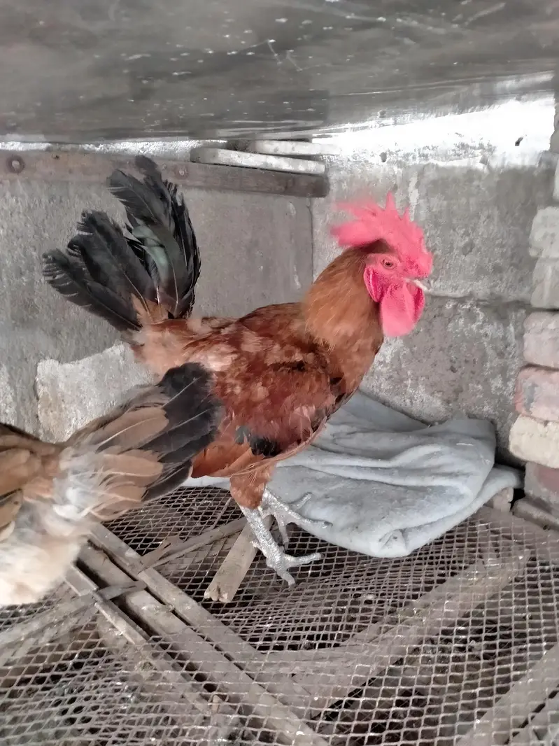 murga pair for urgent sale. . . — photo 2