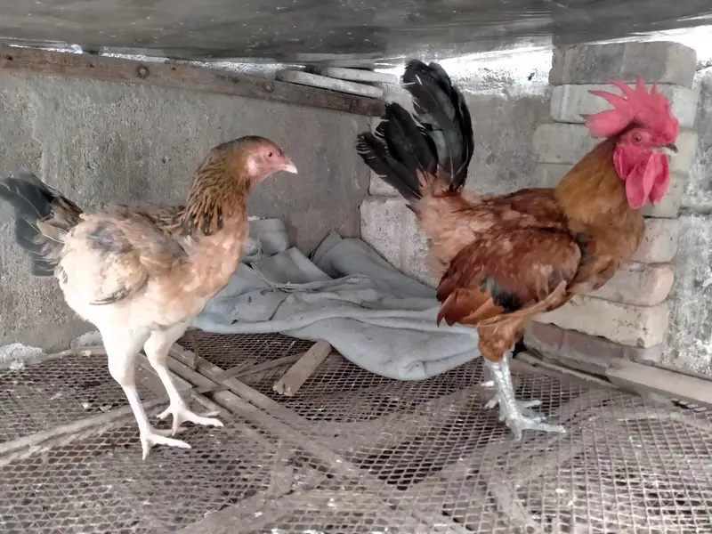murga pair for urgent sale. . . — photo 3