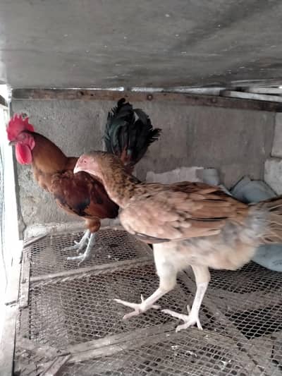 murga pair for urgent sale. . .