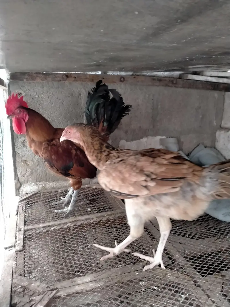 murga pair for urgent sale. . . — photo 4