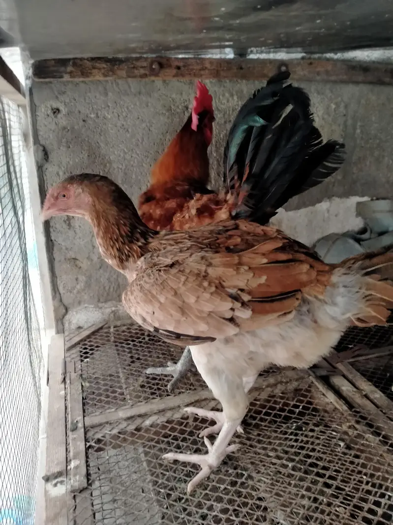 murga pair for urgent sale. . . — photo 5