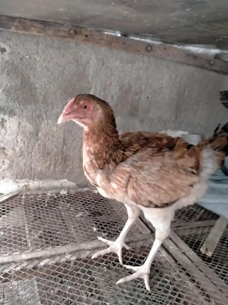 murga pair for urgent sale. . . — photo 6