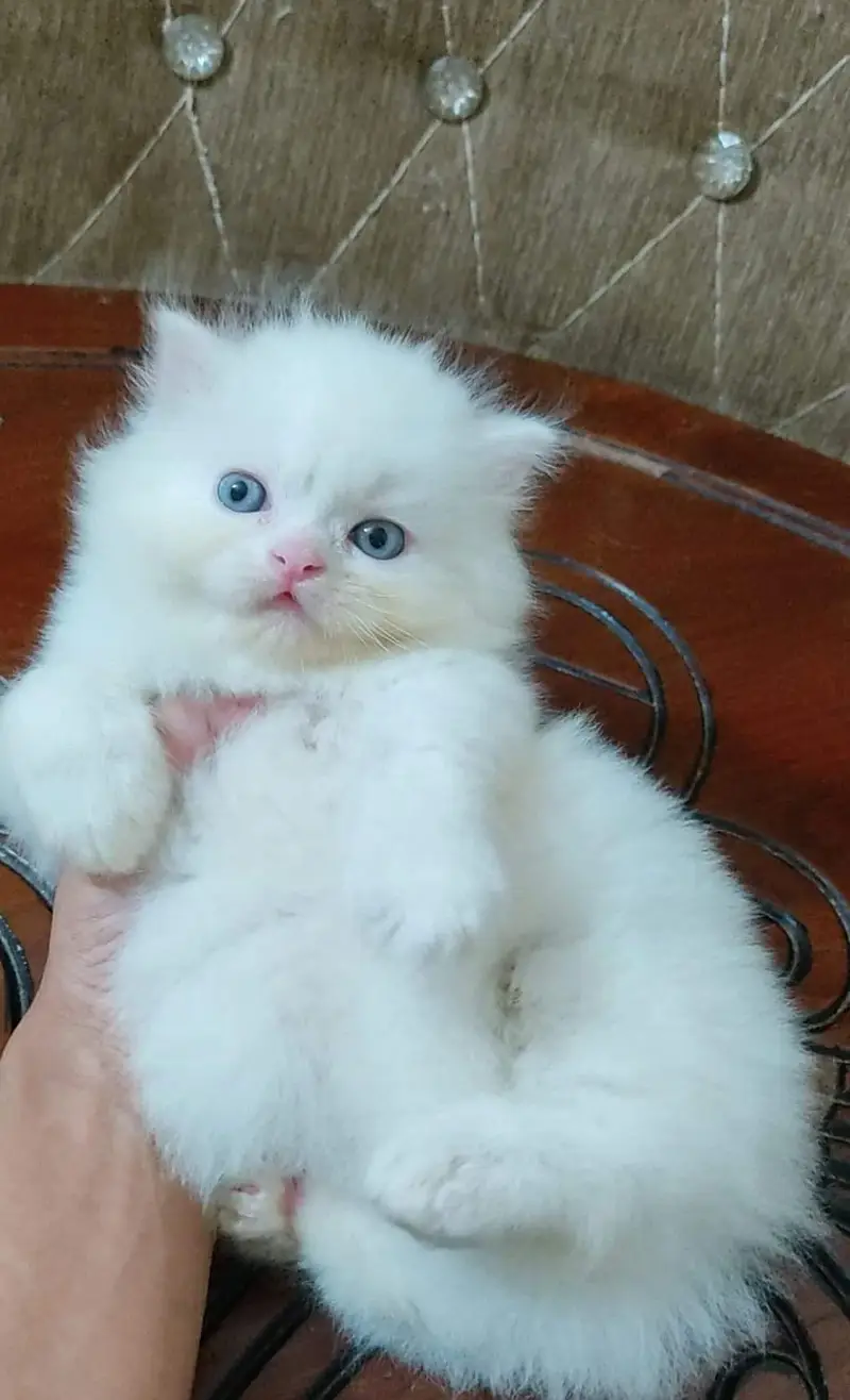 Persian kittens for sale 0346*96*17*159 My Whatsapp number — photo 3