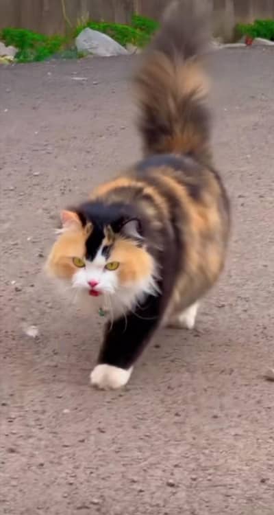 Persian cat for sale Punch face