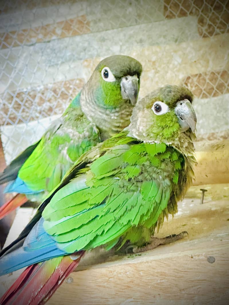 Green  conure 0