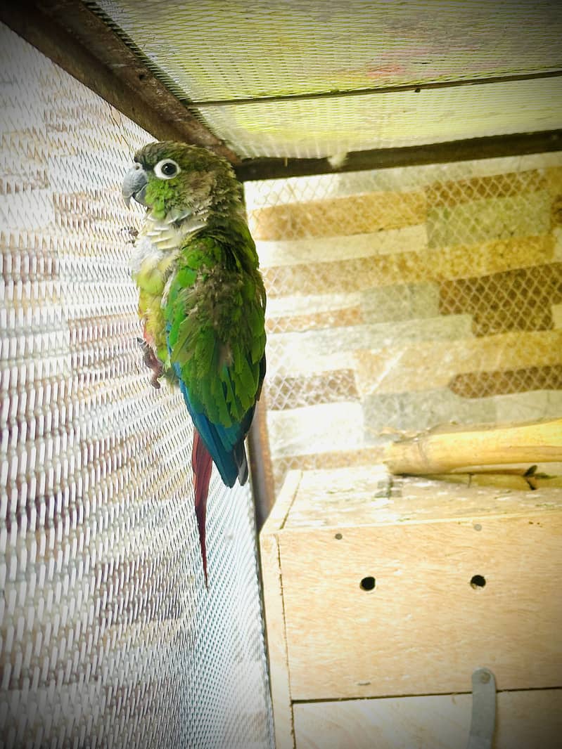 Green  conure 1