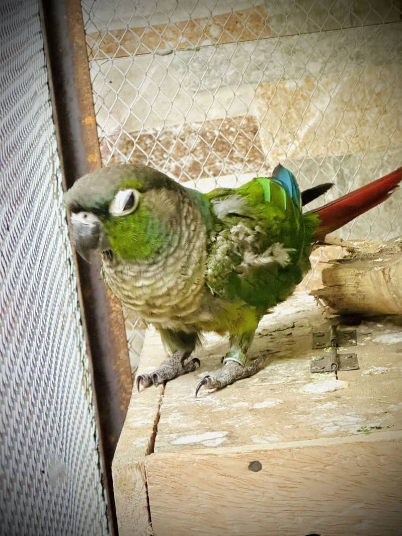 Green  conure 2