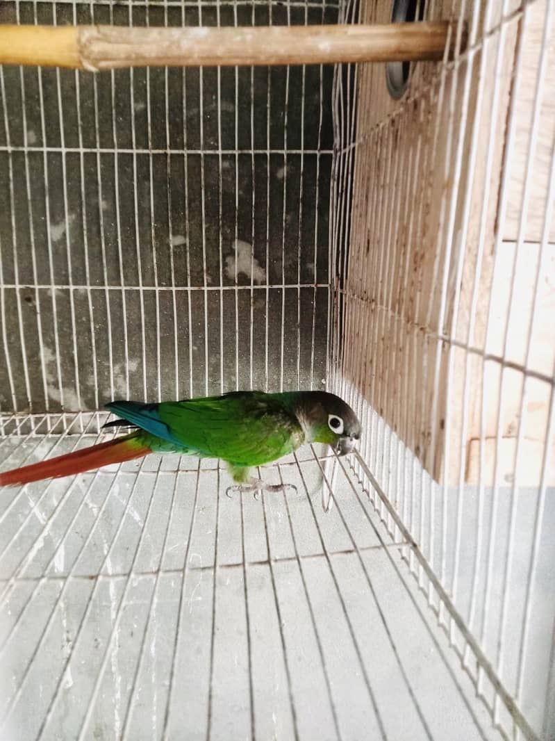 Green  conure 3